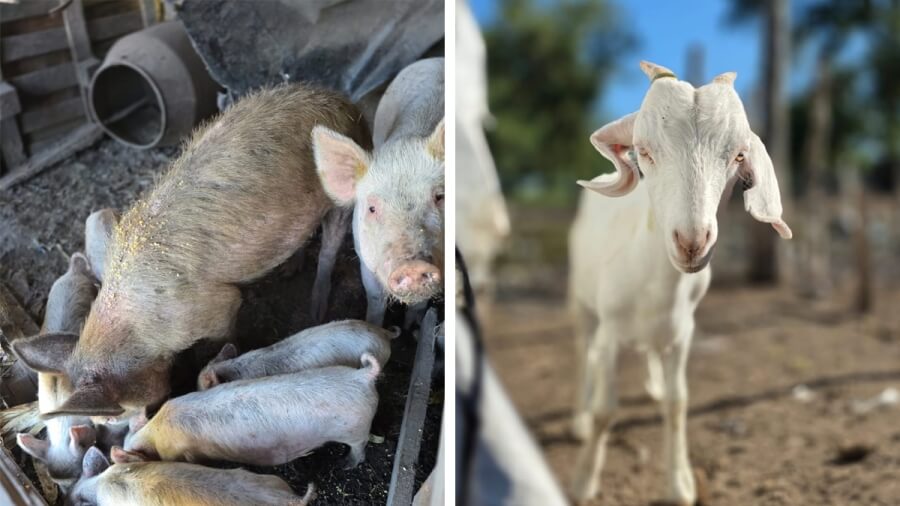 La cría de cerdos y chivos, dos de las producciones regionales