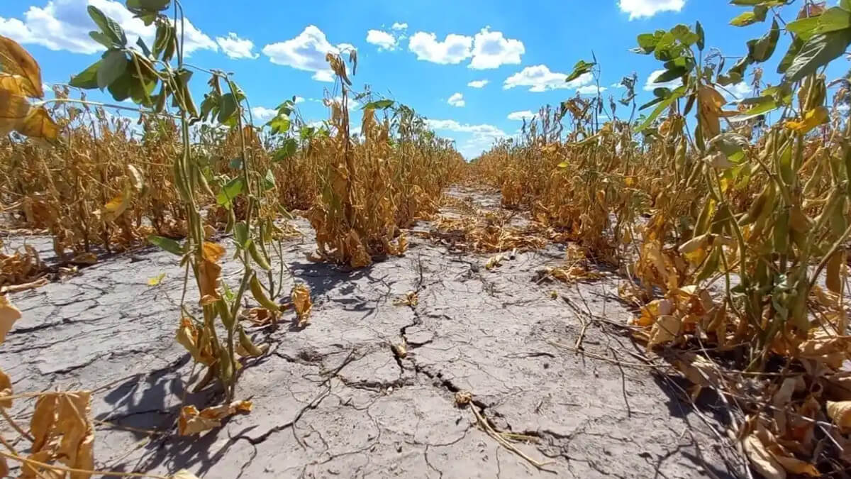 Cultivos agrícolas afectados por la sequía prolongada en el norte de Santa Fe