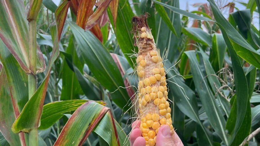 Daños visibles en cultivo de maíz provocados por la chicharrita del maíz, con hojas amarillentas y reducción del desarrollo de las plantas, así como una mala carga