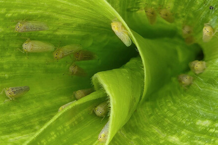 Chicharrita del maíz sobre hoja de maíz, insecto vector de enfermedades en cultivos de maíz y sorgo