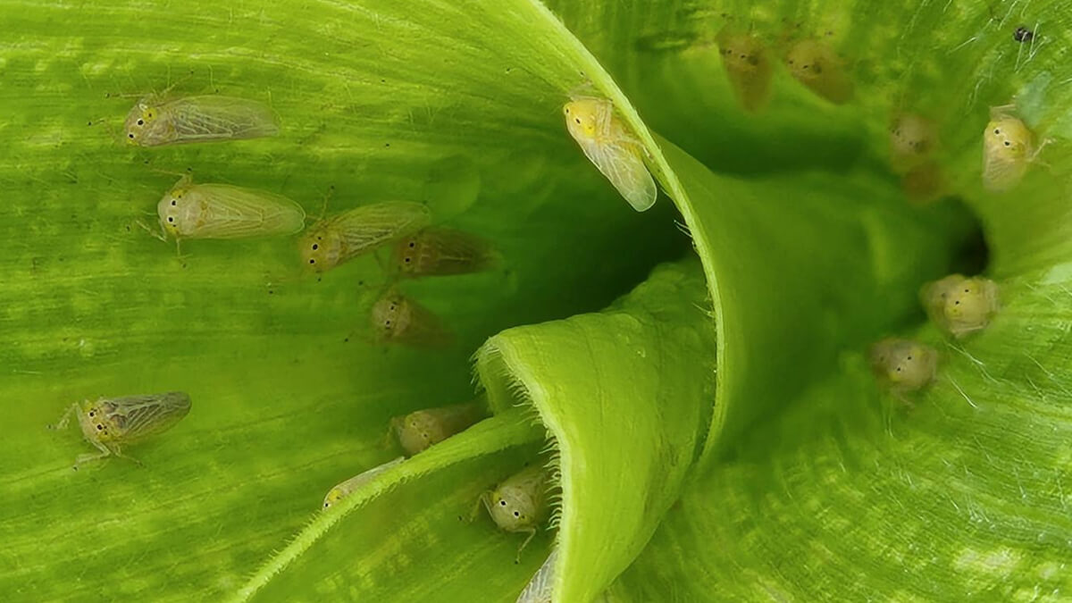 Chicharrita del maíz sobre hoja de maíz, insecto vector de enfermedades en cultivos de maíz y sorgo
