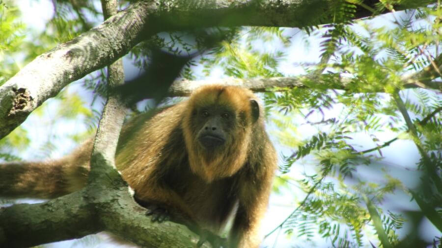 Mono carayá, una de las especies que se encuentran en el Jaaukanigás