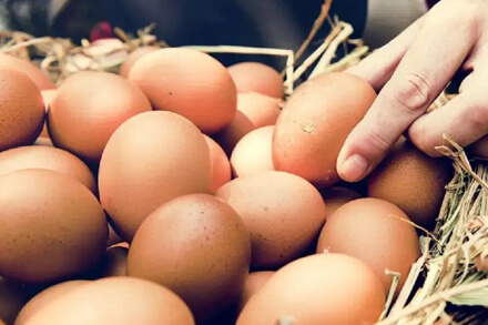 Bandeja de huevos frescos, consumo de huevos en Argentina