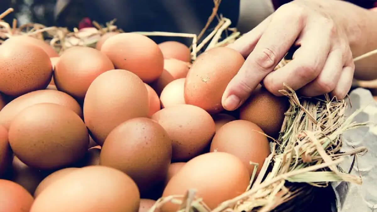 Bandeja de huevos frescos, consumo de huevos en Argentina