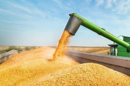 Cosechadora volcando acoplado tolva con maíz cosechado durante la campaña agrícola argentina