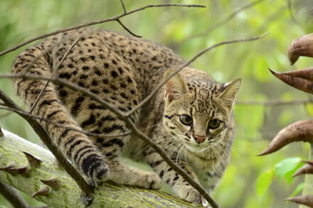Gato tirica, felino nativo incluido en la lista roja de mamíferos en peligro de extinción en Argentina
