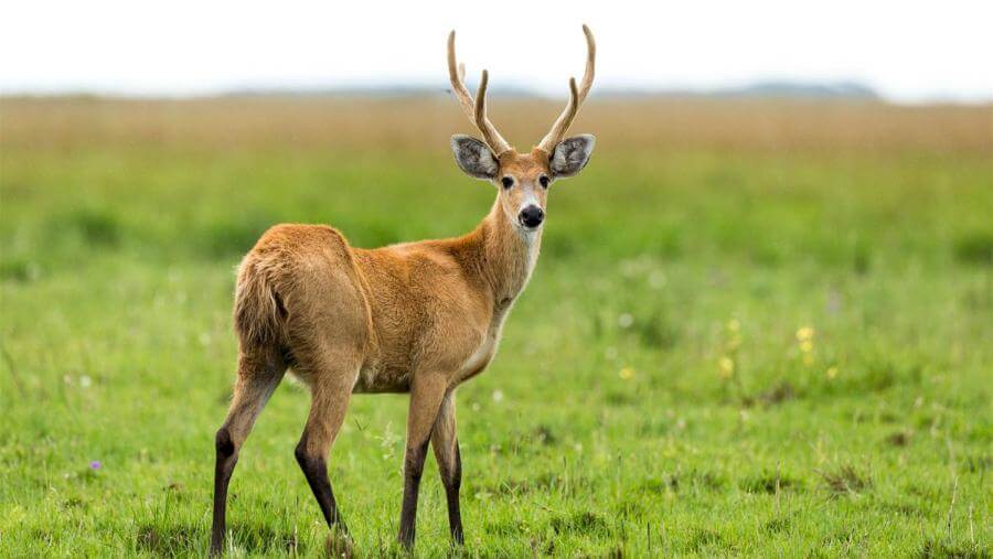 Ciervo de los Pantanos, una de las especies El ciervo de los pantanos que mejoró su situación, pasando de “Vulnerable” a “Casi amenazado”
