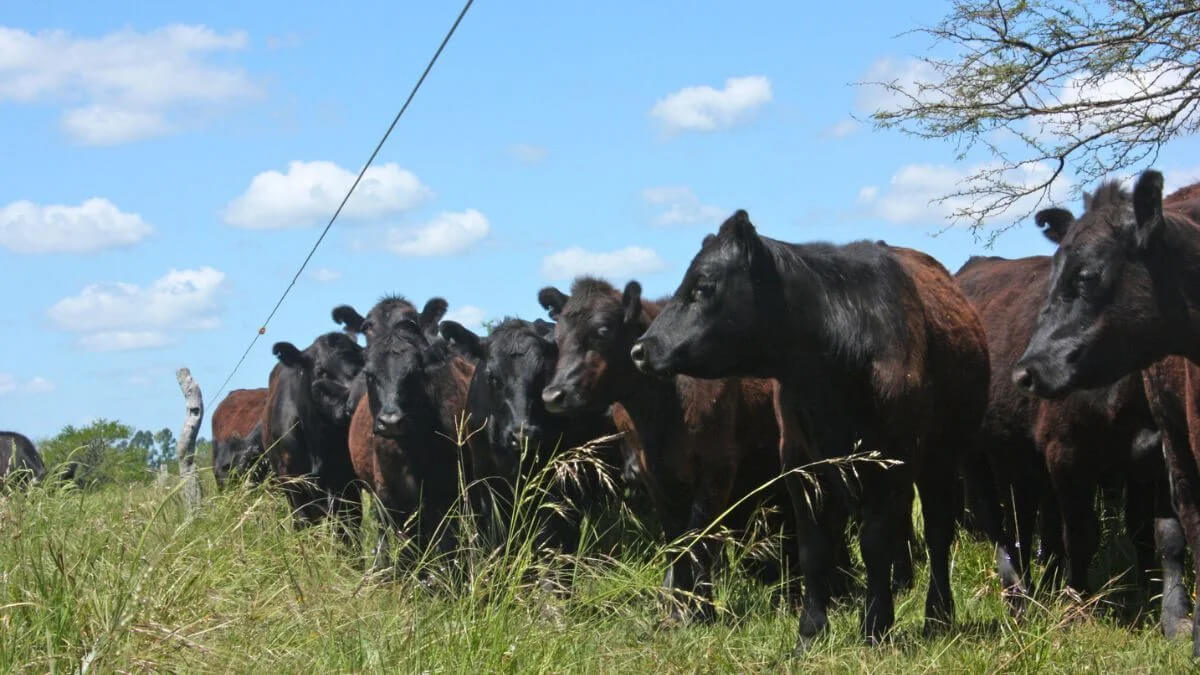 Vacas pastoreando en sistemas ganaderos con manejo sustentable y conservación de pastizales