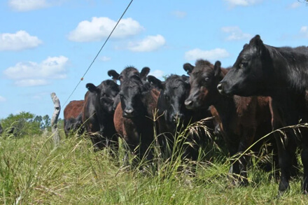 Vacas pastoreando en sistemas ganaderos con manejo sustentable y conservación de pastizales