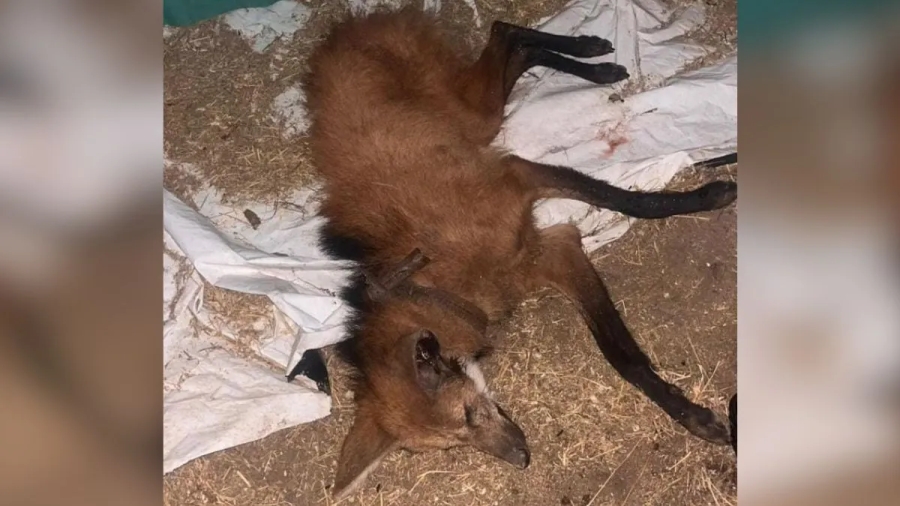 Aguará guazú que fue rescatado para luego trasladarlo a la Granja La Esmeralda para su recuperación y posterior reinserción