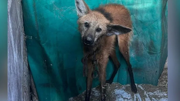 Aguará guazú rescatado deambulando cerca de Soledad