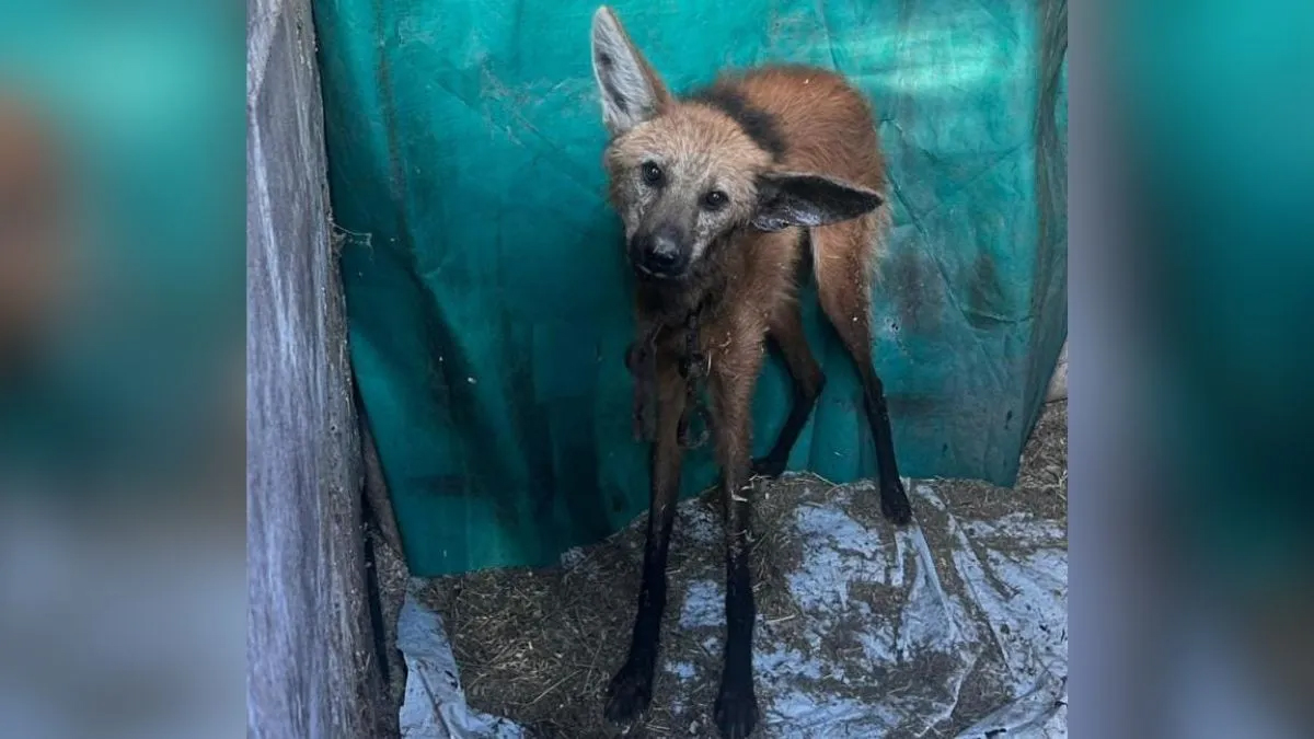 Aguará guazú rescatado deambulando cerca de Soledad