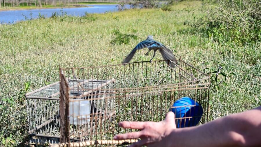Liberación de aves rescatadas por Los Pumas en su hábitat natural en Santa Fe