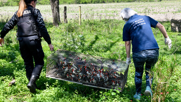 Decomiso de cardenales copete rojo en operativo contra la caza ilegal en Santa Fe