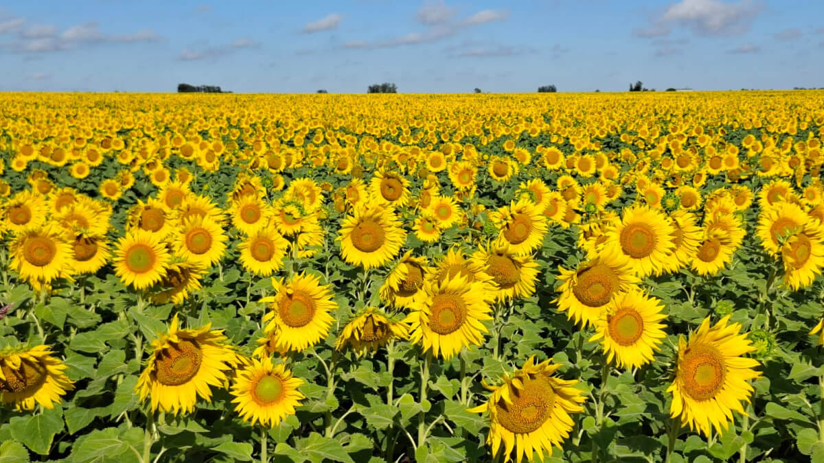 Campo de girasol argentino en plena floración, 2025