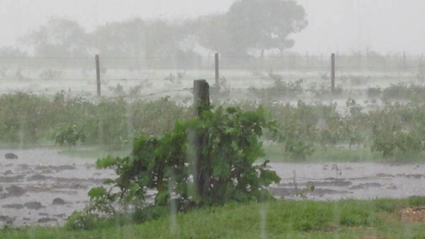 Lluvia sobre campo en Santa Fe durante campaña gruesa 