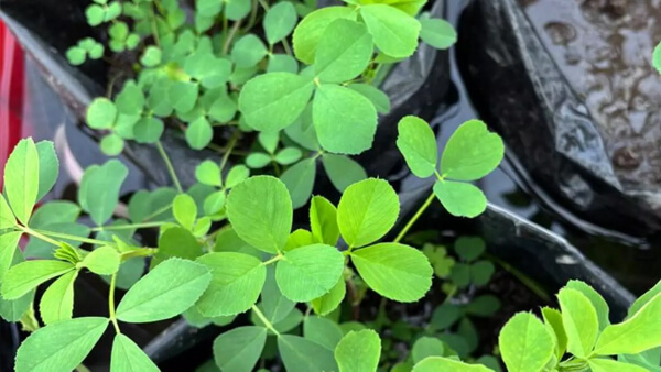 alfalfa en ensayo experimental bajo condiciones controladas para evaluar tolerancia al anegamiento y respuesta genética del cultivo
