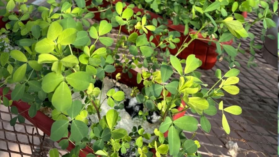 alfalfa en ensayo experimental bajo condiciones controladas para evaluar tolerancia al anegamiento y respuesta genética del cultivo