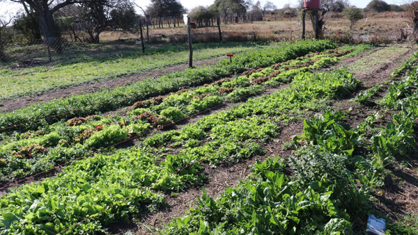 Huerta de familia de agricultura familiar en Santa Fe trabajando la tierra en proceso de regularización dominial