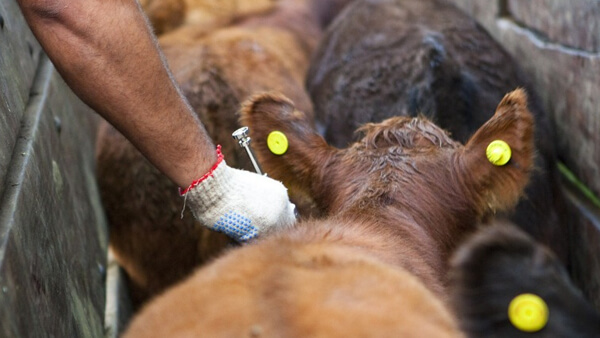 aplicación de vacuna antiaftosa a rodeo bovino en manga campaña sanitaria Santa Fe