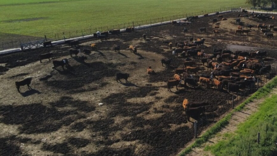 Feedlot en Buenos Aires proveedor de estiércol para ensayos agrícolas del INTA