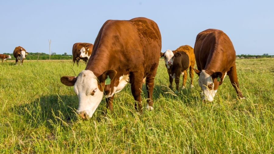 Ganado vacuno en pastizal natural argentino con sistema de producción extensiva