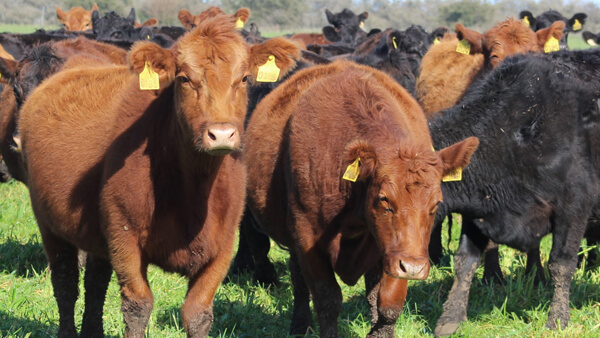 Ganado vacuno en campo pastoril argentino con pastizales naturales y manejo sustentable