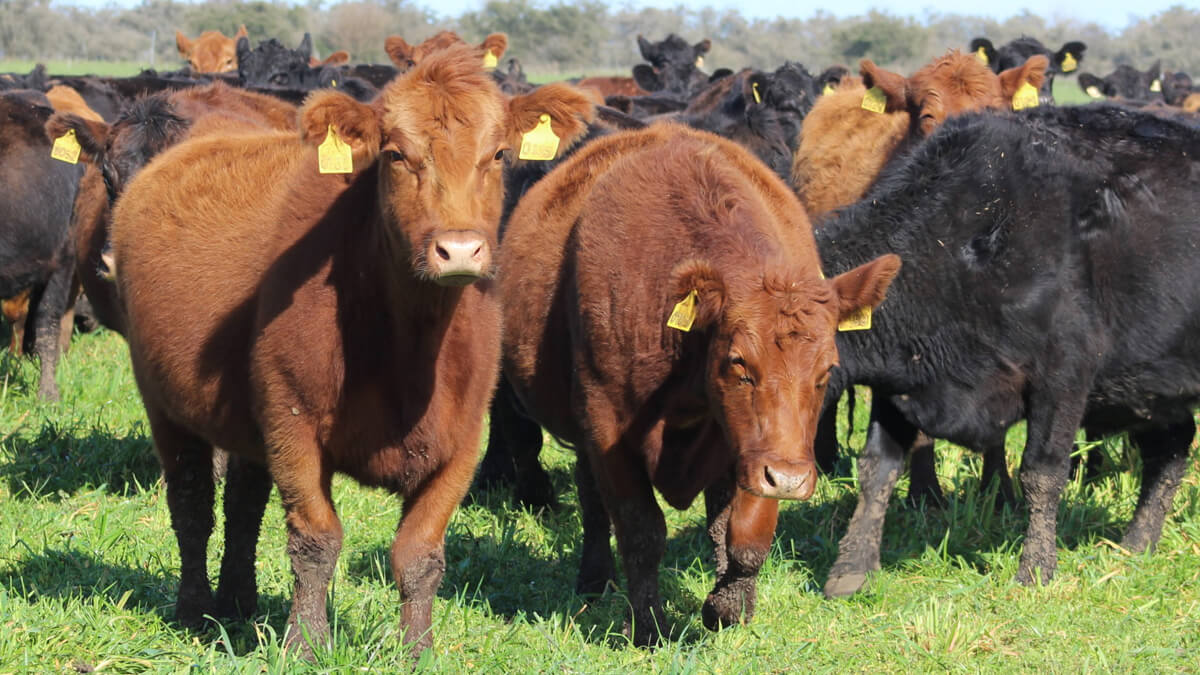 Ganado vacuno en campo pastoril argentino con pastizales naturales y manejo sustentable