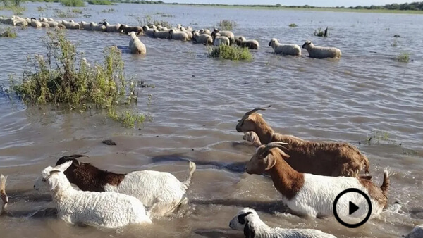 Animales menores en campos anegados por las intensas lluvias en zonas rurales de Santa Fe, con terrenos completamente cubiertos de agua.