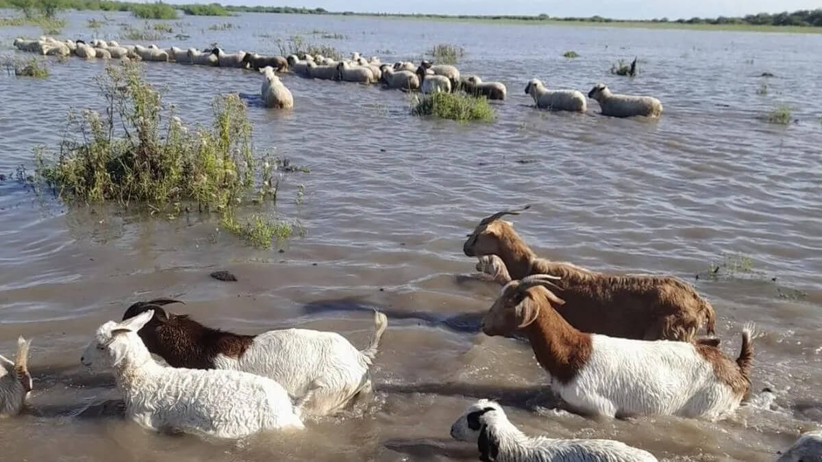 Animales menores en campos anegados por las intensas lluvias en zonas rurales de Santa Fe, con terrenos completamente cubiertos de agua.