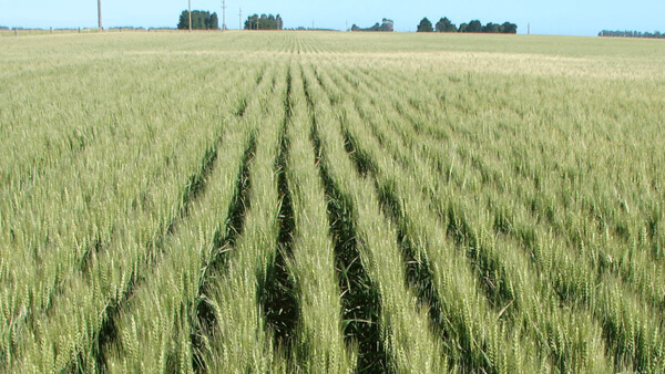 campo sembrado de trigo con análisis de suelo y planificación agrícola campaña fina