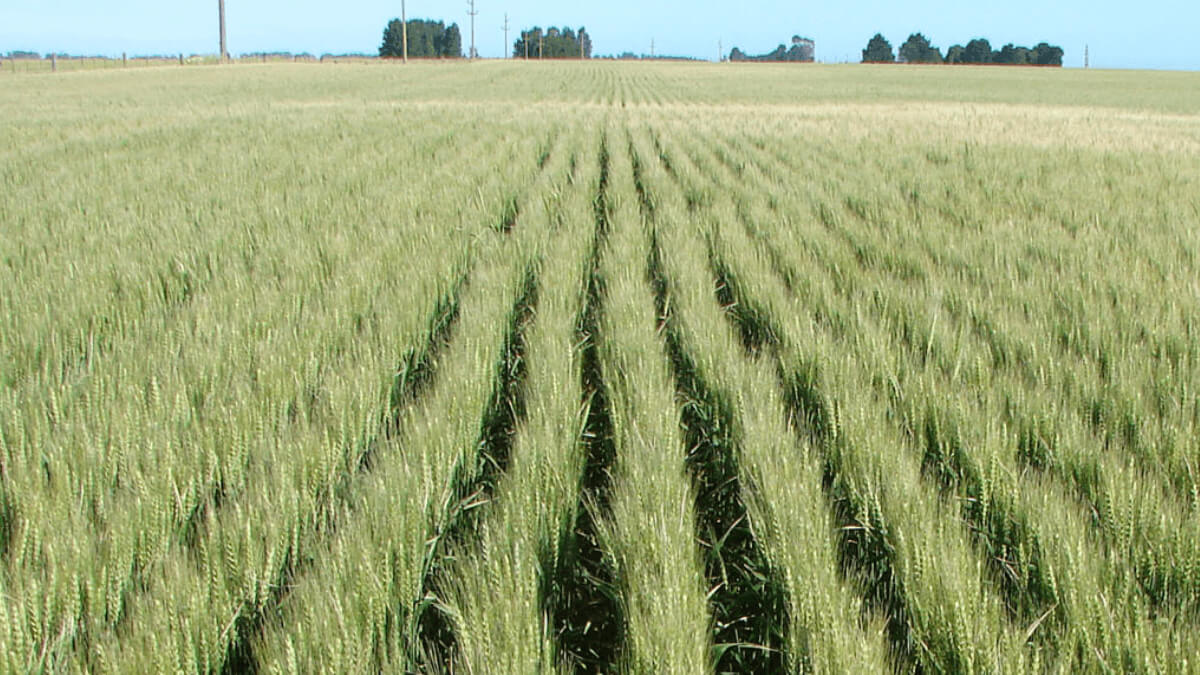 campo sembrado de trigo con análisis de suelo y planificación agrícola campaña fina