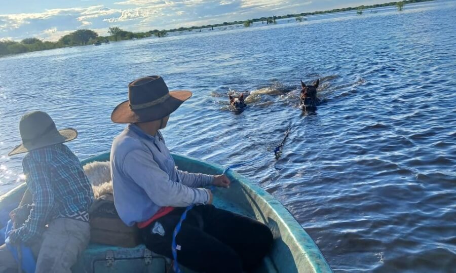 ganaderos arreo animales campos inundados vera bajos submeridionales