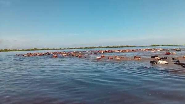 arreo de ganado en zonas inundadas del norte de Santa Fe por intensas lluvias