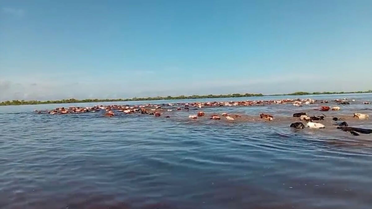 arreo de ganado en zonas inundadas del norte de Santa Fe por intensas lluvias