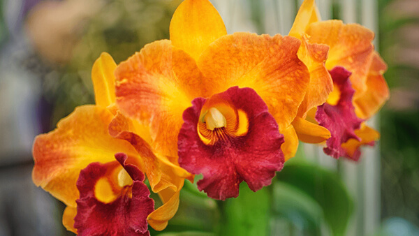Orquídea catleya híbrida en flor 