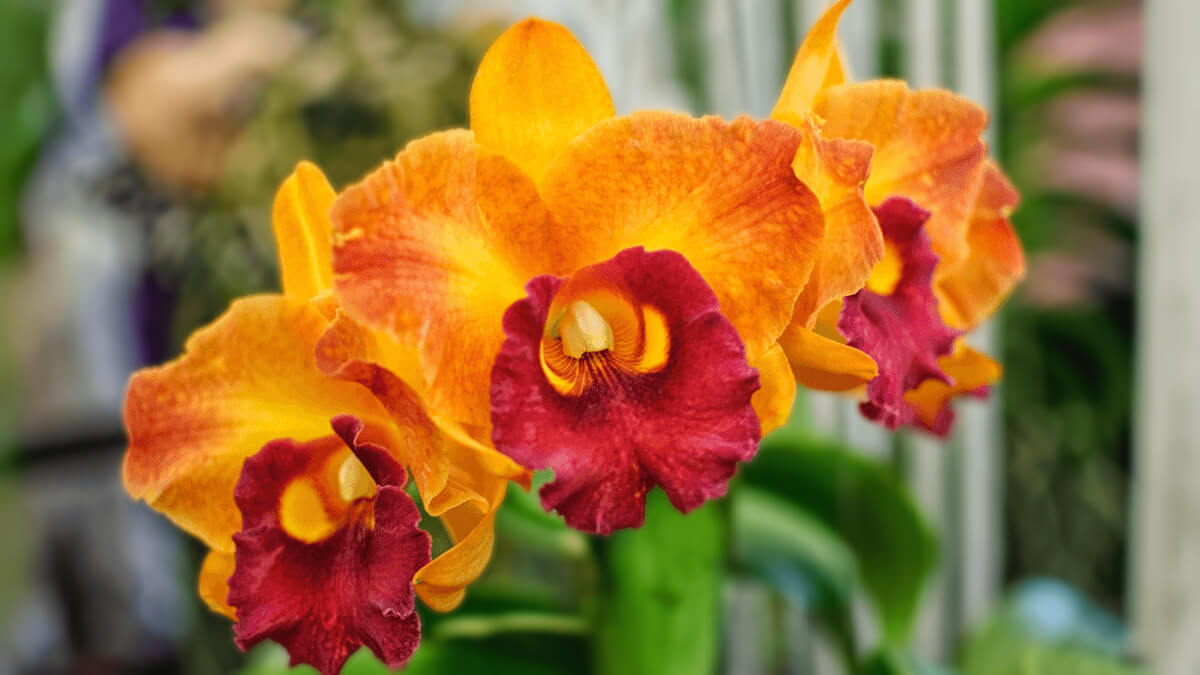 Orquídea catleya híbrida en flor