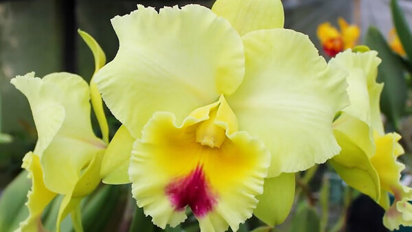 flor de orquídea cattleya en exposición de orquídeas en Reconquista Santa Fe