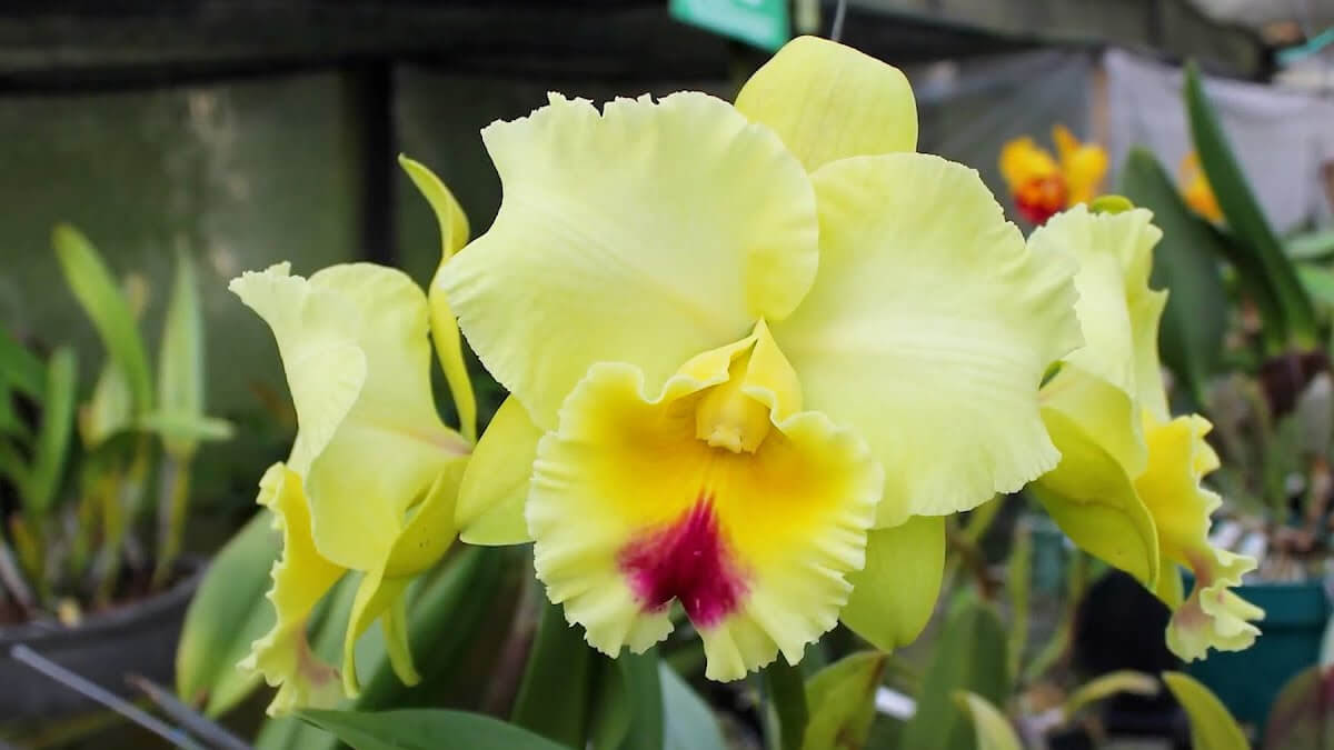 flor de orquídea cattleya en exposición de orquídeas en Reconquista Santa Fe