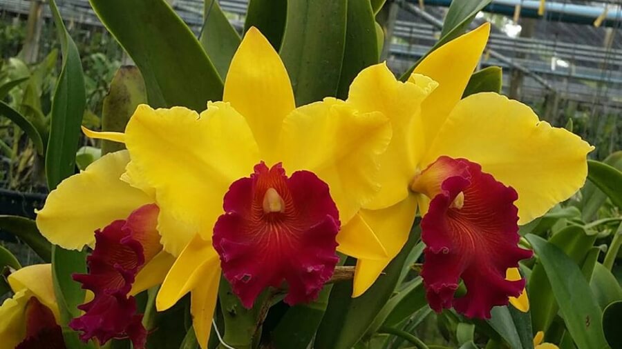 Orquídea Rlc Alma Kee en flor exhibida en muestra de orquídeas
