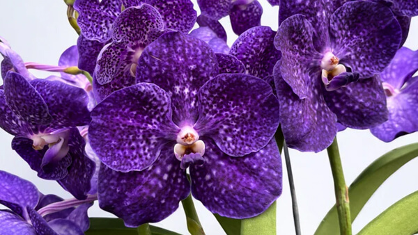 Orquídea Vanda en flor con colores intensos en exposición floral