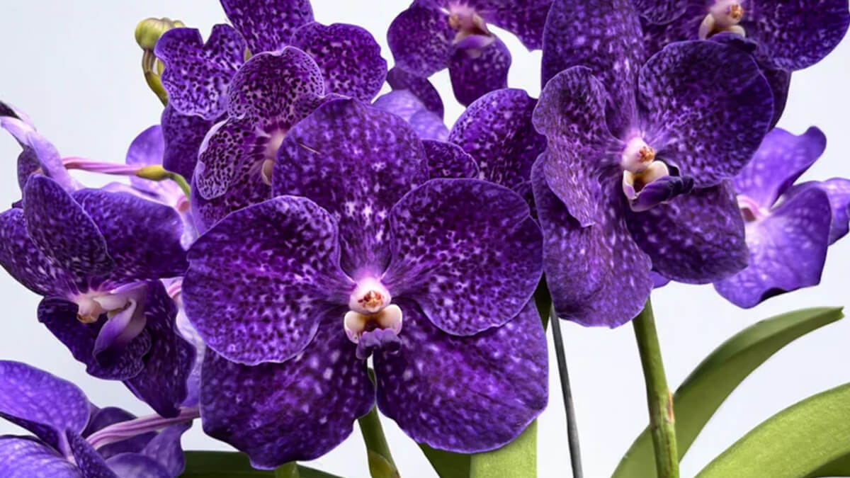Orquídea Vanda en flor con colores intensos en exposición floral