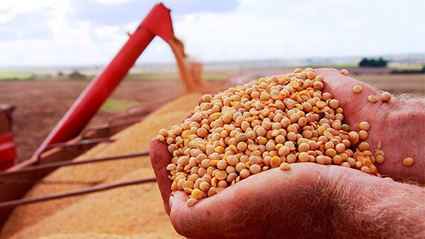 manos con granos de soja en primer plano y descarga de semillas desde cosechadora a acoplado en campo argentino
