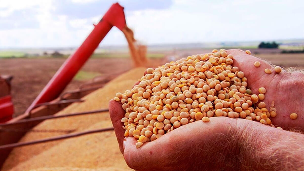 manos con granos de soja en primer plano y descarga de semillas desde cosechadora a acoplado en campo argentino