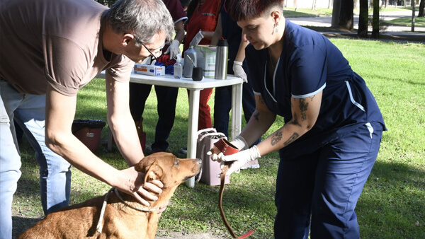profesional veterinario vacunando perro en campaña antirrábica en Avellaneda