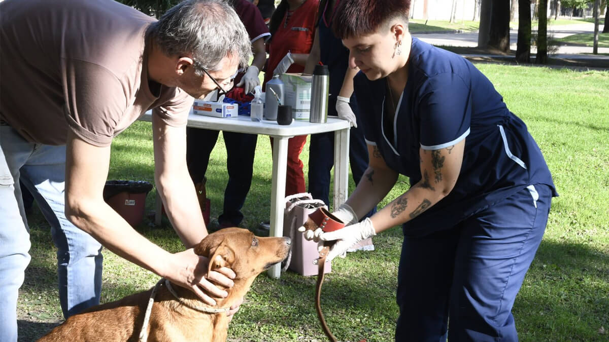 profesional veterinario vacunando perro en campaña antirrábica en Avellaneda