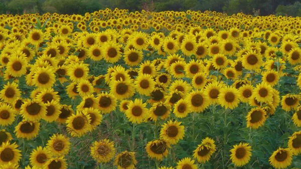 campo sembrado de girasol en Santa Fe campaña 2025 2026