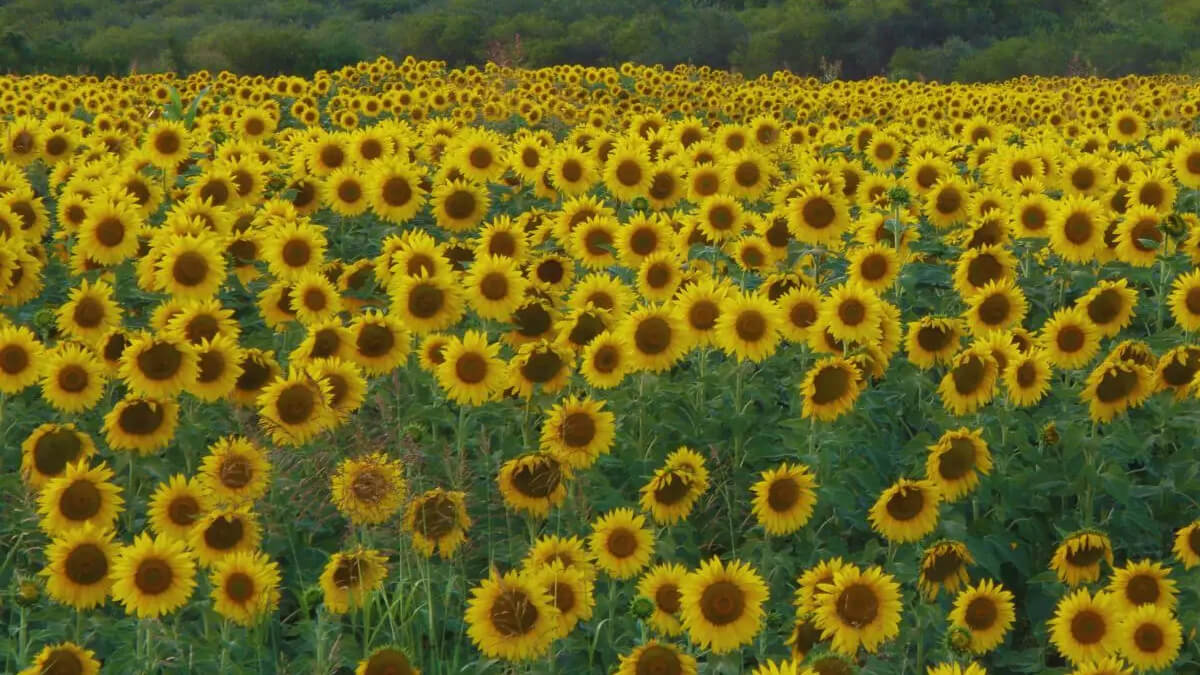campo sembrado de girasol en Santa Fe campaña 2025 2026