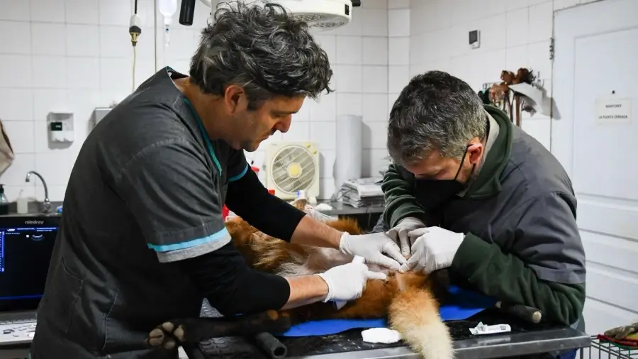 Liberación de oso hormiguero gigante rehabilitado en La Esmeralda Santa Fe