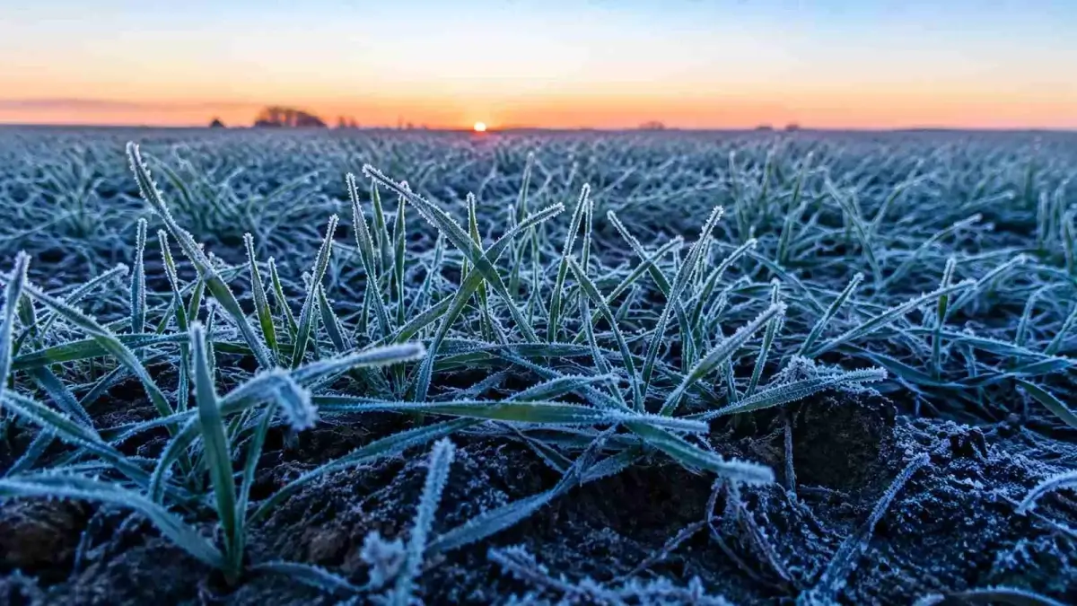 Helada sobre un campo de Santa Fe durante una mañana de bajas temperaturas
